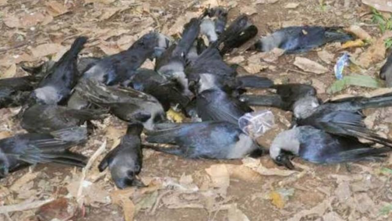 Photo of MP के 9 जिलों में बर्ड फ्लू की दस्तक,650 चिकन व अंडे नष्ट किए गए