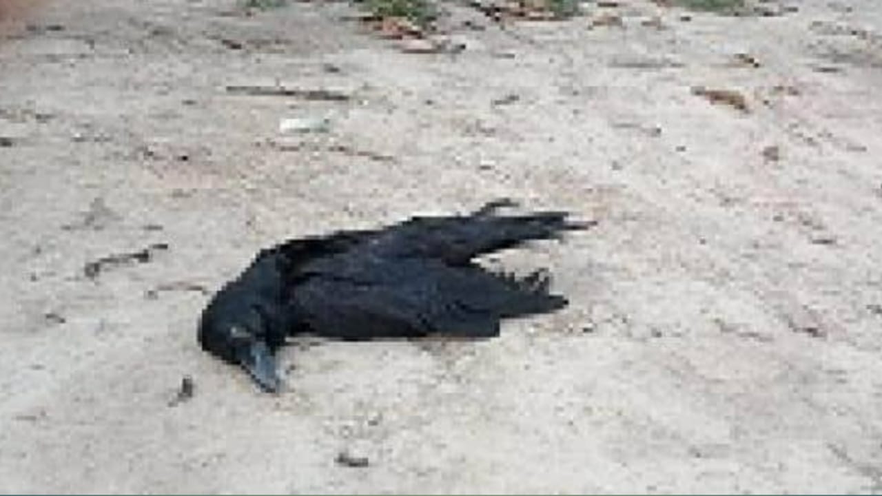 Photo of सीधी में कौआ के साथ उल्लू व कबूतर की मौत,मचा हडकंप