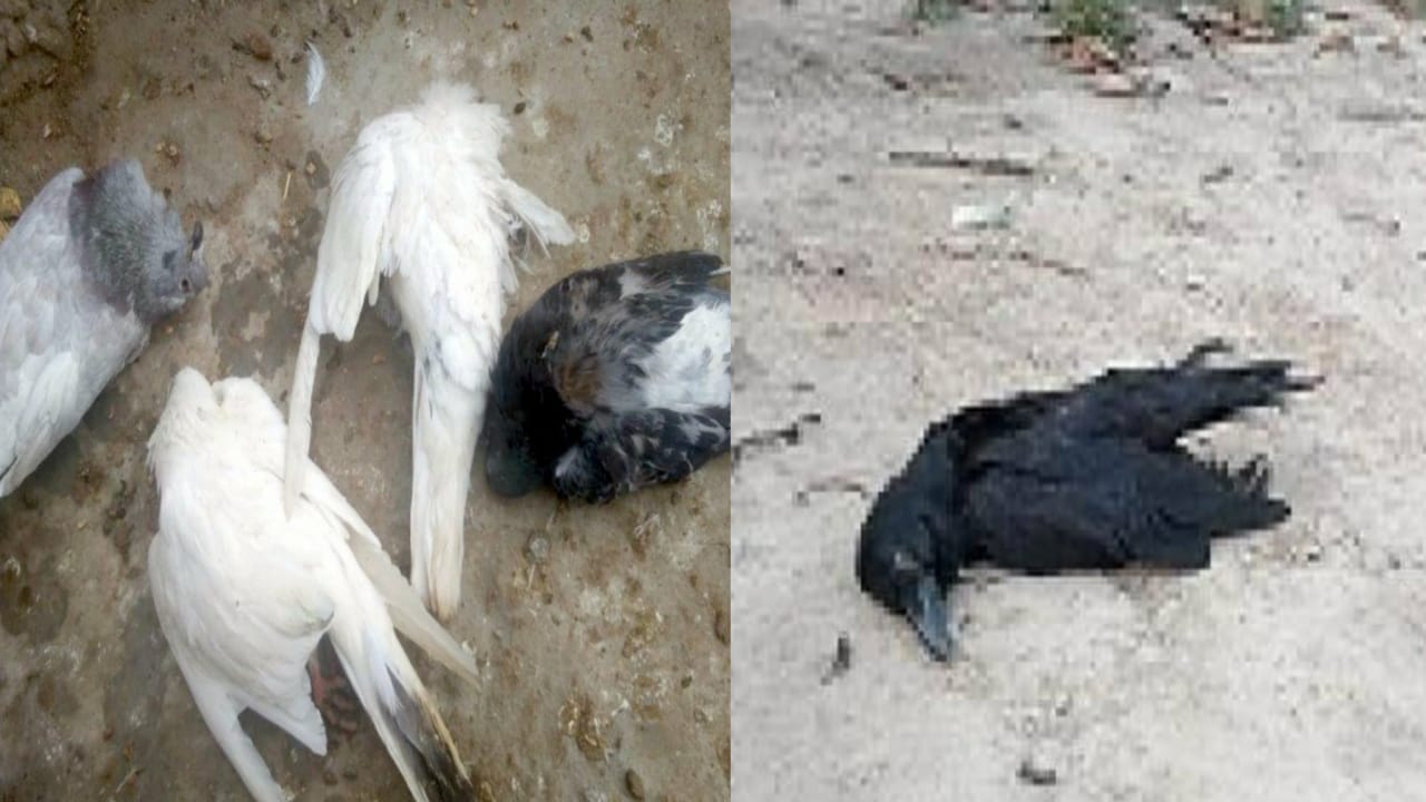 Photo of मृत कौआ के नमूने में बर्डफ्लू स्ट्रैन एच-5 की पुष्टि,पोलट्री उत्पादों का सावधानी पूर्वक उपयोग करें