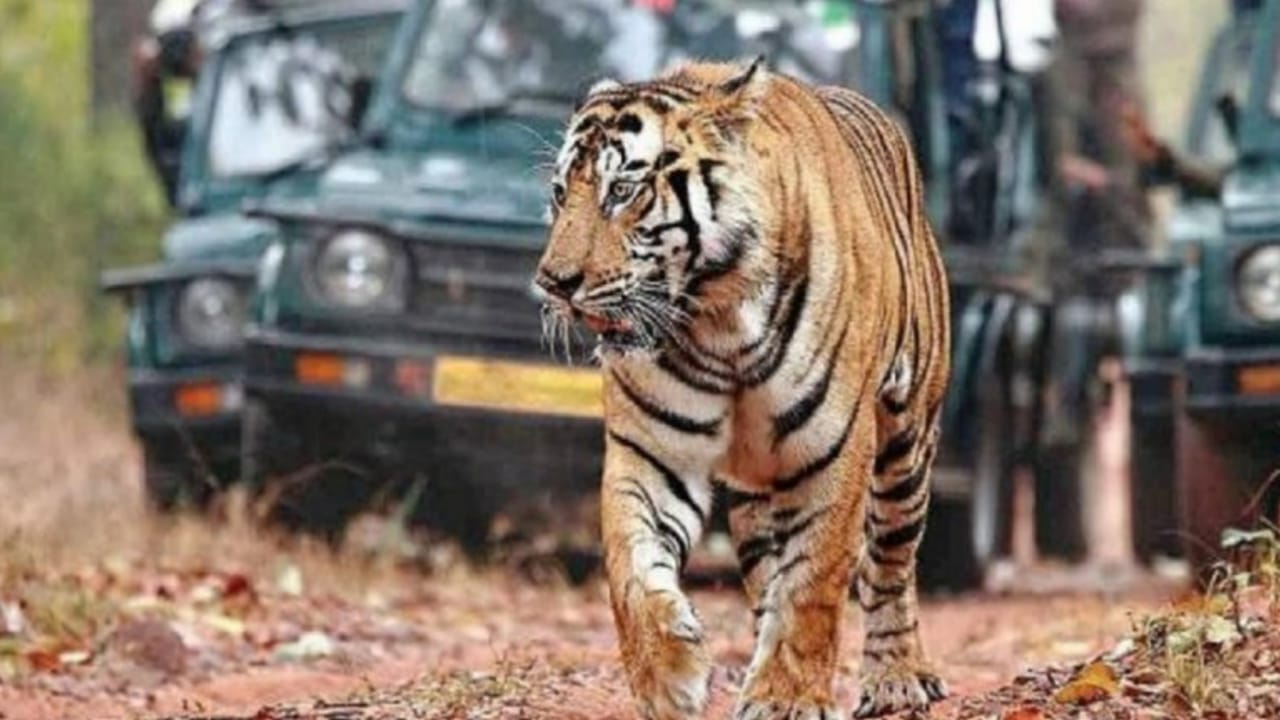 Photo of MP के कान्हा टाइगर रिजर्व में एक नर बाघ का मिला शव