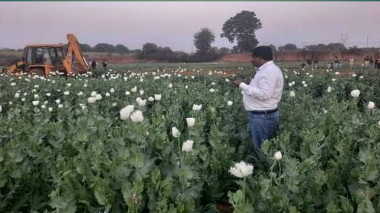 Photo of पूर्व डीजी का साला 6 बीघा जमीन पर 3 करोड़ थी करा रहा था अफीम की खेती ! प्रशासन में जेसीबी से रौंदा