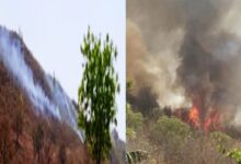 Photo of सीधी के जंगल में भीषण आग, कैमोर,चुनहा,कठोतहा,कुबरी के जंगलों में लगी आग 