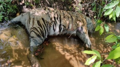 Photo of बांधवगढ़ टाइगर रिजर्व में एक और बाघ की संदिग्ध मौत