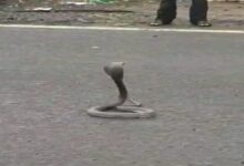 Photo of धार : बीच सड़क पर फन फैलाकर बैठा ब्लैक कोबरा,घंटों लगा जाम,देखें Video