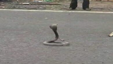 Photo of धार : बीच सड़क पर फन फैलाकर बैठा ब्लैक कोबरा,घंटों लगा जाम,देखें Video