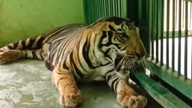 Photo of इंदौर में मादा वाइट् टाइगर को प्राणी सग्रहालय में मिला स्वतन्त्र घर