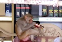 Photo of मंडला के इस बंदर के आगे फेल हो जाते है बड़े-बड़े शराबी ! गटक जाता है एक सांस में पउवा,VIDEO देखें