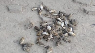 Photo of शिवपुरी में एक साथ दो दर्जन से ज्यादा पक्षियों की मौत,बर्ड फ्लू की आशंका मचा हड़कंप