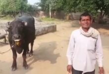 Photo of Madhya Pradesh: भैंस लेकर थाने पहुंचा किसान, बोला-साहब! भैंस दूध दुहने नहीं देती, पुलिस ने ऐसे निकाला हल