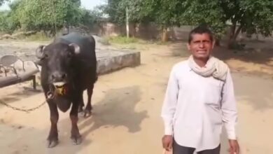 Photo of Madhya Pradesh: भैंस लेकर थाने पहुंचा किसान, बोला-साहब! भैंस दूध दुहने नहीं देती, पुलिस ने ऐसे निकाला हल