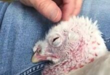 Photo of Viral Video: कटने से पहले मुर्गे के निकल आए आंसू ! यूज़र ने कहा- ‘चिकेन खाना छोड़ देंगे’