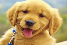 Photo of Dog Stranded Due To Covid Rules: कुत्ते के लिए मालिक ने बुक कराया प्राइवेट जेट, प्यार ऐसा की खर्च कर दिया 24 लाख रुपए!