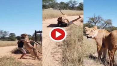 Photo of video viral:गेट खुलते ही 1पल में शेरनी आदमी पर लगा दी छलांग फिर क्या हुआ आप सोच भी नहीं सकते