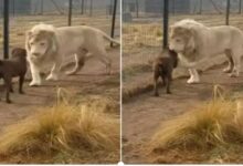 Photo of Video:अनोखी दोस्ती,कुत्ता व सफेद शेर दोनो एक साथ बड़े हुए,अब रिस्ते का धागा बहुत हो गया मजबूत