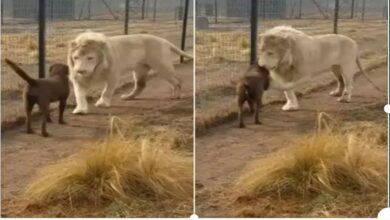 Photo of Video:अनोखी दोस्ती,कुत्ता व सफेद शेर दोनो एक साथ बड़े हुए,अब रिस्ते का धागा बहुत हो गया मजबूत