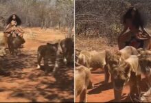 Photo of शेरनियों के पूछ पकड़ खुशी-खुशी जंगल में घूम रही थी बच्ची, वीडियो देखते ही डरने लगे लोग,देखें Video