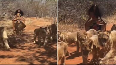 Photo of शेरनियों के पूछ पकड़ खुशी-खुशी जंगल में घूम रही थी बच्ची, वीडियो देखते ही डरने लगे लोग,देखें Video