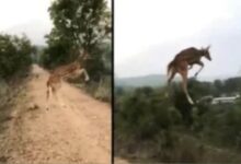 Photo of Viral Video: कैमरे में कैद उड़ता  हिरण! MP के सिवनी से आया रोमांचक वीडियो,