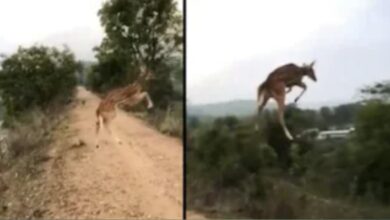 Photo of Viral Video: कैमरे में कैद उड़ता  हिरण! MP के सिवनी से आया रोमांचक वीडियो,