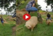 Photo of Funny Video Today:भेड़ के साथ शख्स ने ऐसे किया मस्ती पेट पकड़कर खूब हंसेंगे आप,देखें वीडियो