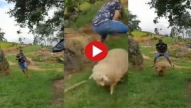 Photo of Funny Video Today:भेड़ के साथ शख्स ने ऐसे किया मस्ती पेट पकड़कर खूब हंसेंगे आप,देखें वीडियो