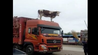 Photo of Viral Video : गाय कंटेनर से बाहर निकल ट्रक के केबिन की छत पर जा पहुंची,मजेदार वीडियो देख नहीं रुकेगी हंसी