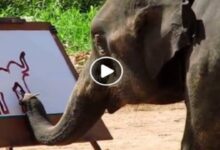 Photo of अद्भुत,अविश्वसनीय,अकल्पनीय  हाथी की चित्रकारी,सूंड से बना ली अपनी पेंटिंग,video viral