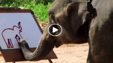 Photo of अद्भुत,अविश्वसनीय,अकल्पनीय  हाथी की चित्रकारी,सूंड से बना ली अपनी पेंटिंग,video viral