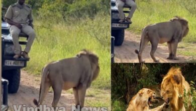 Photo of शेर जब पहुंचा करीब,गाड़ी में बैठा हुआ शख्स बन गया ‘पत्थर’, फिर जो हुआ खड़े हो जाएंगे रोंगटे,देखें video