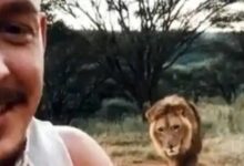 Photo of शख्स फोन पर कर रहा था वीडियो कॉलिंग, अचानक पीछे से अटैक कर दिया शेर फिर आगे देखिए video