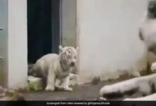 Photo of viral video : छोटे बाघ ने छलांग लगाकर मां को बुरी तरह डराया, वीडियो देख नहीं रोक पाएंगे हंसी
