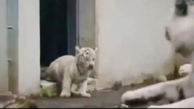 Photo of viral video : छोटे बाघ ने छलांग लगाकर मां को बुरी तरह डराया, वीडियो देख नहीं रोक पाएंगे हंसी