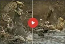 Photo of Viral Video: पानी पीने गए तेंदुए पर मगरमच्छ ने किया हमला , देखिए पलभर में मरोड़ दी गर्दन