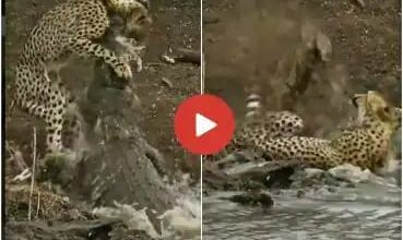 Photo of Viral Video: पानी पीने गए तेंदुए पर मगरमच्छ ने किया हमला , देखिए पलभर में मरोड़ दी गर्दन