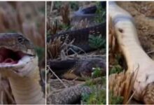 Photo of Snake Ka Video: King cobra को बिल से निकालकर जिंदा निगल गया सांप, बेखौफ अंदाज देख हिल जायेंगे आप