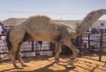Photo of Most Expensive Camel: 14 करोड़ में बिका ये ऊंट,कीमत जानकर आपका भी छूट जाऐगा पसीना, देखें Video और जानिए खासियत