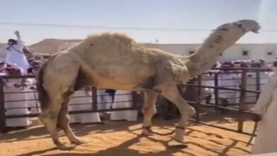 Photo of Most Expensive Camel: 14 करोड़ में बिका ये ऊंट,कीमत जानकर आपका भी छूट जाऐगा पसीना, देखें Video और जानिए खासियत