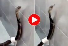Photo of King Cobra Ka Video: अचानक घर के बाथरूम में घुस गया खतरनाक किंग कोबरा, गेट खुला तो छूट गया पसीना- देखें वीडियो