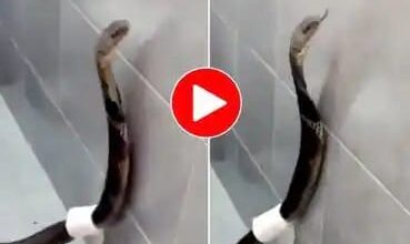 Photo of King Cobra Ka Video: अचानक घर के बाथरूम में घुस गया खतरनाक किंग कोबरा, गेट खुला तो छूट गया पसीना- देखें वीडियो