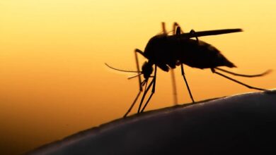 Photo of रात भर सोने नहीं देते मच्छर तो आजमा कर देखें यह 5 घरेलू आसान उपाय