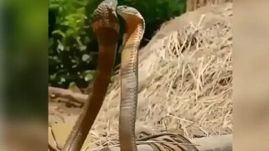 Photo of नागिन फिल्म का डांस नहीं बल्कि असली दो किंग कोबरा फन उठाकर किया रोमांटिक डांस,देखें Video