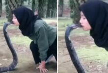 Photo of Girl kissed Snake:जहरीले सांप को घुटनों में बैठ Kiss करते नजर आई लड़की, Video देख लोगों के छूटे पसीने