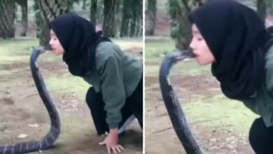 Photo of Girl kissed Snake:जहरीले सांप को घुटनों में बैठ Kiss करते नजर आई लड़की, Video देख लोगों के छूटे पसीने