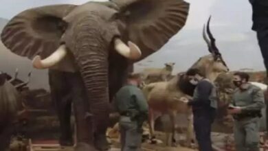 Photo of पुलिस के छापा में मिले 200 करोड़ कीमत के 1000’जानवर’!हाथी,पोलर बियर,बंगाल टाइगर समेत मिले दुर्लभ जानवर