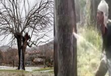 Photo of 150 साल पुराने पेड़ से अचानक  निकलने लगता है पानी की तेज धार, देखें VIDEO