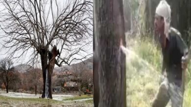 Photo of 150 साल पुराने पेड़ से अचानक  निकलने लगता है पानी की तेज धार, देखें VIDEO