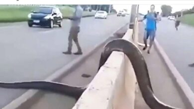 Photo of Anaconda Video: 1 दिन दुनिया का सबसे बड़ा सांप पहुंचा सड़क पर , थम गईं राहगीरों की सांसें