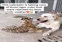 Photo of Labrador 3 बच्चों को जन्म देकर चली गई अब दूसरी मां बनी इस dog से दूर नहीं जाते बाघ के शावक… देखें Video