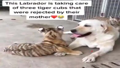 Labrador 3 बच्चों को जन्म देकर चली गई अब दूसरी मां बनी इस dog से दूर नहीं जाते बाघ के शावक... देखें Video