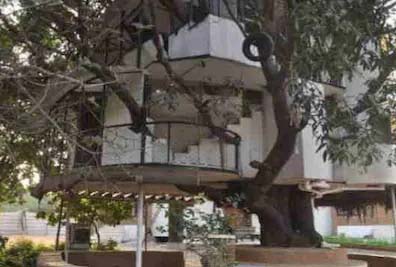 Tree House in Udaipur: बिना आम का पेड़ काटे 40 फीट ऊंचे पेड़ पर बनाया 4 मंजिला खूबसूरत घर, रिमोट से चलती हैं सीढ़ियां,